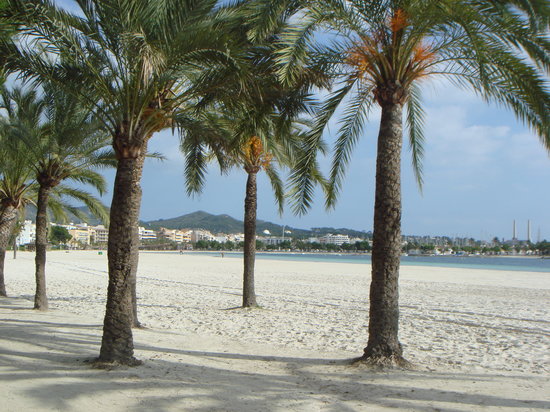 Palm trees on Alcudia beach