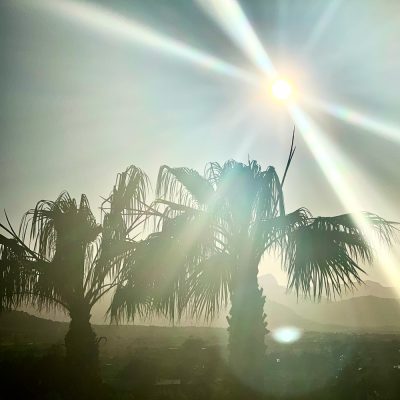 evening_mallorca_palm